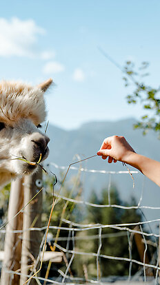 Lama &amp; Alpaka Meet &amp; Greet