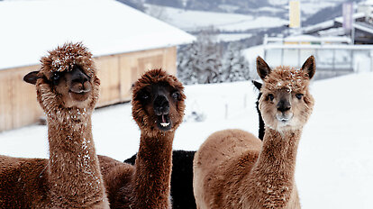 Lama & Alpaka Meet & Greet