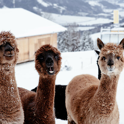 Lama & Alpaka Meet & Greet