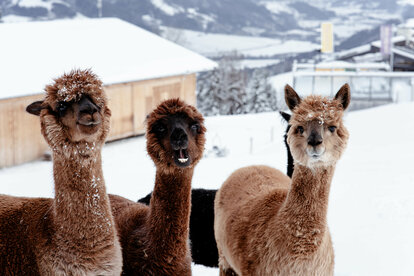 Lama & Alpaka Meet & Greet