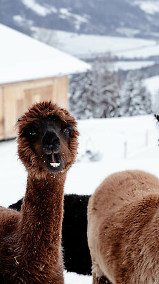 Lama &amp; Alpaka Meet &amp; Greet