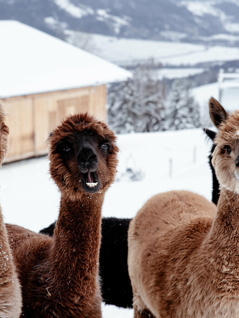 Lama &amp; Alpaka Meet &amp; Greet